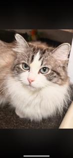 Ragdoll poes, Chatte ou Chat, Avec pedigree, 3 à 5 ans