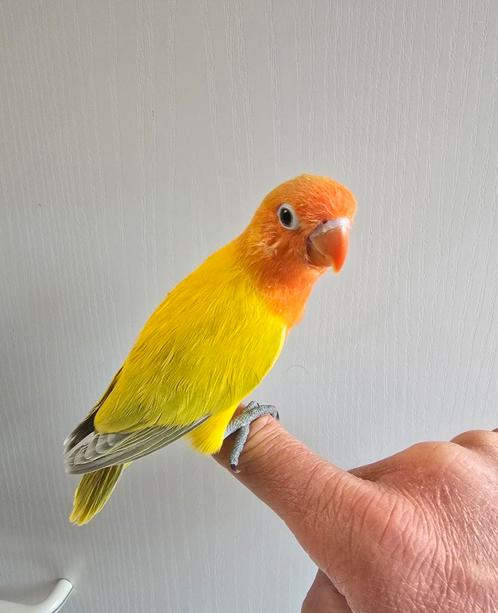Handtamme Fischeri Agapornis Dwergpapegaai, Dieren en Toebehoren, Vogels | Parkieten en Papegaaien, Dwergpapegaai of Agapornis