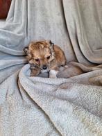 Chihuahua pups, Dieren en Toebehoren, CDV (hondenziekte), Meerdere, 8 tot 15 weken, België
