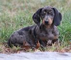 Teckel pups korthaar, België, CDV (hondenziekte), 8 tot 15 weken, Korthaar