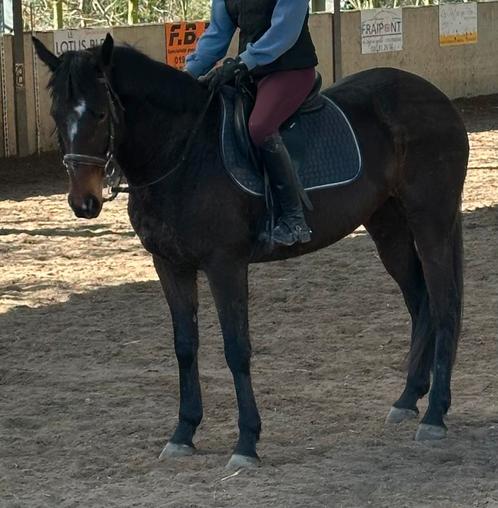 merrie, Dieren en Toebehoren, Paarden en Pony's | Verzorgingsproducten, Ophalen of Verzenden