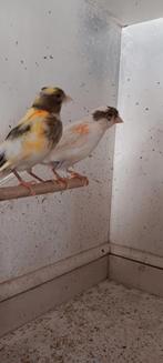 Kanarie, Dieren en Toebehoren, Vogels | Kanaries