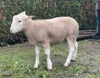 Easy care dekram - direct beschikbaar, Dieren en Toebehoren, Schapen, Geiten en Varkens, Mannelijk, Schaap, 0 tot 2 jaar