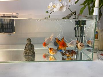 Aquarium, zonder vissen, Dieren en Toebehoren