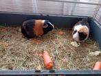 Gratis cavia's, Février, Domestique