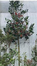 Ilex aquifolium 'Nellie Stevens'. Solitaire Boom