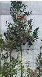 Ilex aquifolium 'Nellie Stevens' Groenblijv. Solitaire Boom, Tuin en Terras, Planten | Bomen, Ophalen of Verzenden, Herfst