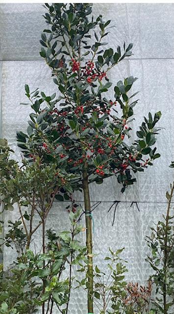 Ilex aquifolium 'Nellie Stevens'. Solitaire Boom, Tuin en Terras, Planten | Bomen, Herfst, Ophalen