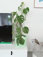 Monstera variegata 100cm / twee stammen, Huis en Inrichting, Kamerplanten, Groene kamerplant, Ophalen, Volledige schaduw, 100 tot 150 cm