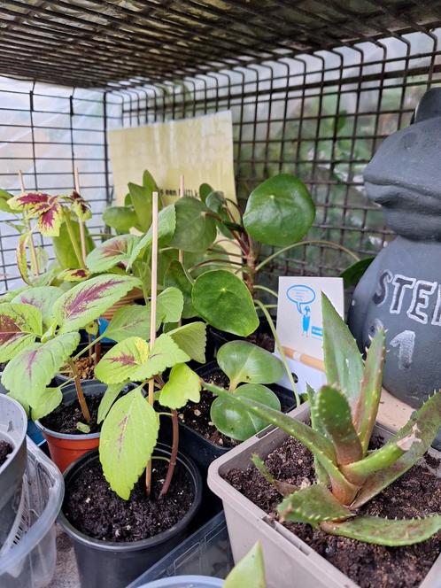 Plantenruilkast te Dendermonde, Jardin & Terrasse, Plantes | Jardin, Herbes, Enlèvement