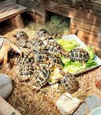 Mooie, gezonde, Griekse landschildpadden te koop., Dieren en Toebehoren, Reptielen en Amfibieën