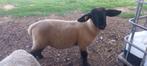 Suffolk ram 2025, Dieren en Toebehoren, Schapen, Geiten en Varkens