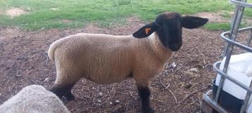 Suffolk ram 2025