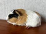 Handtam cavia beertje engels gekruind gladhaar, Dieren en Toebehoren, Knaagdieren, Cavia