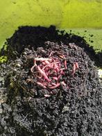 Wormencompost ( tijgerwormen), Ophalen of Verzenden