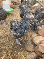 Mechelse koekoek hen raszuiver, Dieren en Toebehoren, Pluimvee
