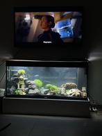 Aquarium juwel 240l, Dieren en Toebehoren, Vissen | Aquaria en Toebehoren, Ophalen of Verzenden, Zo goed als nieuw, Leeg aquarium
