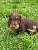 Dwerg teckel, tekkel pups ruwhaar,in huis grootgebracht !!, CDV (hondenziekte), Meerdere, 8 tot 15 weken, Meerdere dieren