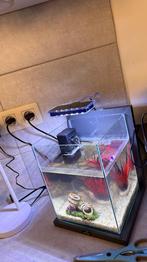 Petit aquarium design, Enlèvement, Neuf