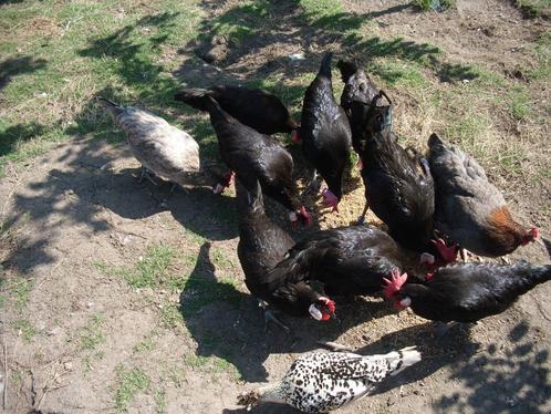 sierkippen, Dieren en Toebehoren, Overige Dieren, Meerdere dieren