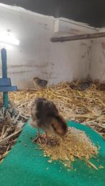 Koningfazant kuikens, Dieren en Toebehoren, Pluimvee, Geslacht onbekend, Overige soorten