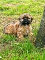 Belgische Lhasa-apso,met liefde grootgebracht, België, Overige rassen, CDV (hondenziekte), 8 tot 15 weken