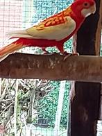 Rosella, Dieren en Toebehoren, Vogels | Parkieten en Papegaaien, Mannelijk, Parkiet, Geringd