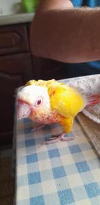 LUTINO EAM parkiet, Dieren en Toebehoren, Vogels | Parkieten en Papegaaien, Vrouwelijk, Dwergpapegaai of Agapornis, Pratend