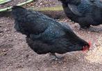 Australorp jonge leghennen, Dieren en Toebehoren, Pluimvee, Vrouwelijk, Kip