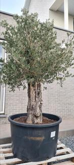 Olijfboom Olea Europaea, Tuin en Terras, Planten | Bomen, Ophalen, Olijfboom