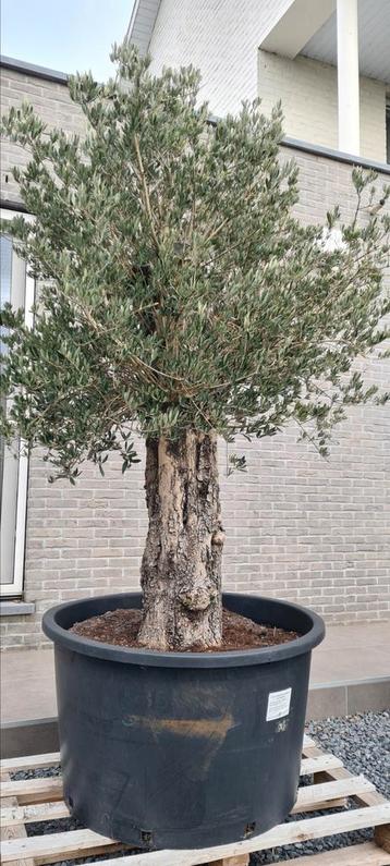 Olijfboom Olea Europaea  beschikbaar voor biedingen