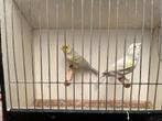 Kanaries, Dieren en Toebehoren