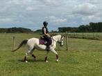 Mooie all round  D-pony, bomproof, Merrie, B, 7 tot 10 jaar, Recreatiepony