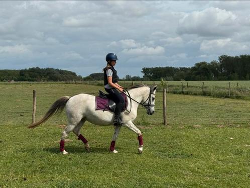Mooie all round  D-pony, bomproof, Dieren en Toebehoren, Pony's, Merrie, B, D pony (1.37m tot 1.48m), Recreatiepony, 7 tot 10 jaar