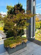Bonsai Acer Arakawa, Tuin en Terras, Planten | Bomen, Ophalen