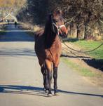 New Forest en Schimmel merrie, Dieren en Toebehoren, Pony's, Merrie, D pony (1.37m tot 1.48m), Gechipt