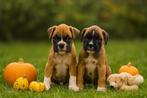 Leuke boxer pups, Dieren en Toebehoren, Honden | Bulldogs, Pinschers en Molossers, België, Overige rassen, CDV (hondenziekte)