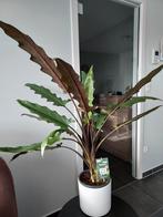 Grote kamerplant zonder buitenpot, Ophalen