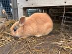 Dwergkonijn-mannelijk, Dieren en Toebehoren, Konijnen, Mannelijk, Klein, 0 tot 2 jaar