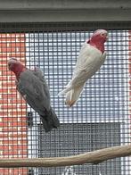 Rose kaketoe, Dieren en Toebehoren, Vogels | Parkieten en Papegaaien