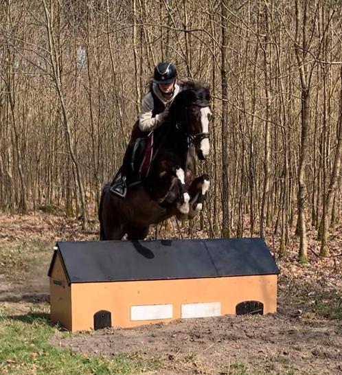 C pony merrie sport of vrije tijd Hackney 10 jaar, Dieren en Toebehoren, Pony's, L