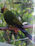 Hoornparkiet 1-1 2020, Dieren en Toebehoren, Vogels | Parkieten en Papegaaien, Meerdere dieren, Parkiet, Geringd