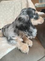 Prachtige teckel pups met stamboom, België, 8 tot 15 weken, Dwerg, Langhaar