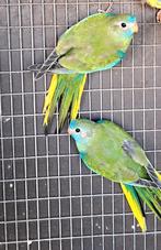 Koppel jonge splendid parkiet uitgevlogen begin august.2025, Dieren en Toebehoren, Vogels | Parkieten en Papegaaien, Parkiet