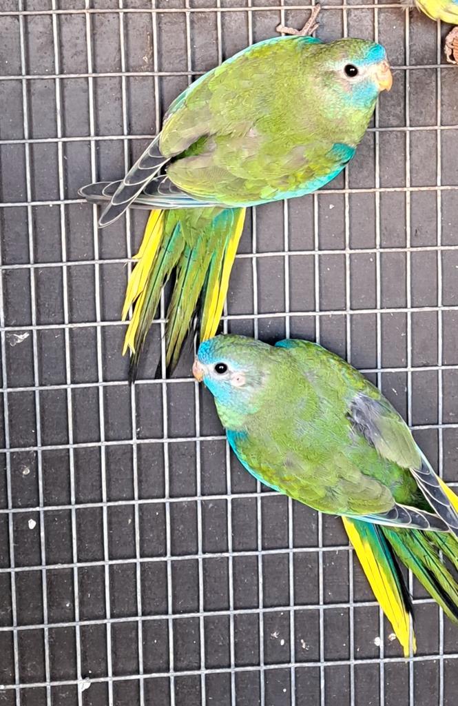 Koppel jonge splendid parkiet uitgevlogen begin august.2025, Dieren en Toebehoren, Vogels | Parkieten en Papegaaien, Parkiet