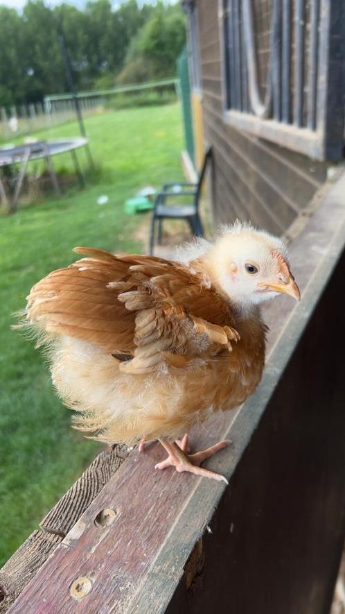 GRATIS KUIKEN (leghen), Dieren en Toebehoren, Pluimvee