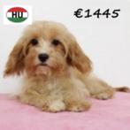Cavapoo (rood - abrikoos) pups te koop, 15 weken tot 1 jaar, Buitenland, CDV (hondenziekte), Meerdere