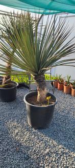 Nolina nelsonii palm ACTIE, Ophalen