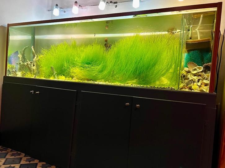 Aquarium 600 litres, Dieren en Toebehoren, Vissen | Aquaria en Toebehoren, Gebruikt, Leeg aquarium, Ophalen