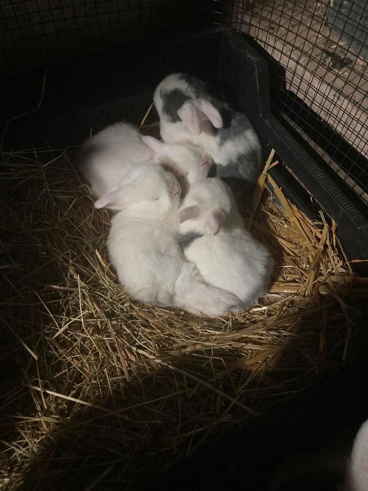 6 Dwerg konijnen reserveren, Dieren en Toebehoren, Konijnen, Dwerg